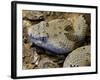 Mottled Rock Rattlesnake Close-Up of Head. Arizona, USA-Philippe Clement-Framed Photographic Print