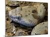 Mottled Rock Rattlesnake Close-Up of Head. Arizona, USA-Philippe Clement-Mounted Photographic Print