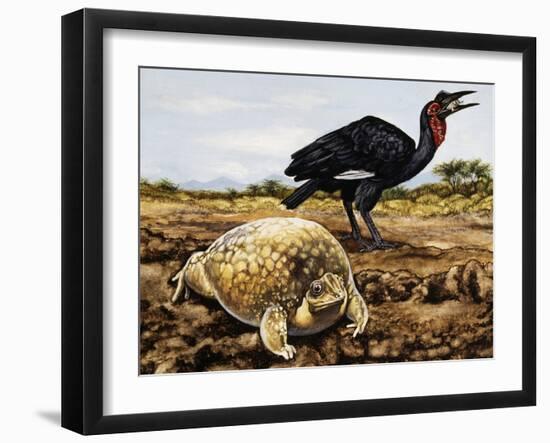 Mottled Shovel-Nosed Frog (Hemisus Marmoratus), Hemisotidae-null-Framed Giclee Print