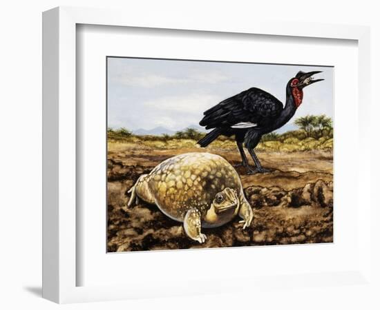 Mottled Shovel-Nosed Frog (Hemisus Marmoratus), Hemisotidae-null-Framed Giclee Print