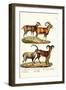 Mouflon, 1824-Karl Joseph Brodtmann-Framed Giclee Print