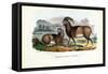 Mouflon, 1863-79-Raimundo Petraroja-Framed Stretched Canvas
