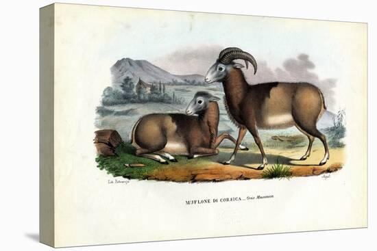 Mouflon, 1863-79-Raimundo Petraroja-Stretched Canvas