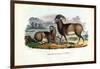 Mouflon, 1863-79-Raimundo Petraroja-Framed Giclee Print