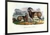 Mouflon, 1863-79-Raimundo Petraroja-Framed Giclee Print