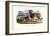 Mouflon, 1863-79-Raimundo Petraroja-Framed Giclee Print