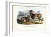 Mouflon, 1863-79-Raimundo Petraroja-Framed Giclee Print