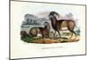 Mouflon, 1863-79-Raimundo Petraroja-Mounted Giclee Print