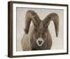 Mouflon Impasse-Wink Gaines-Framed Giclee Print