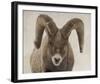 Mouflon Impasse-Wink Gaines-Framed Giclee Print