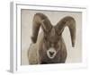 Mouflon Impasse-Wink Gaines-Framed Giclee Print