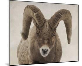 Mouflon Impasse-Wink Gaines-Mounted Giclee Print