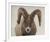 Mouflon Impasse-Wink Gaines-Framed Giclee Print