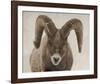 Mouflon Impasse-Wink Gaines-Framed Giclee Print