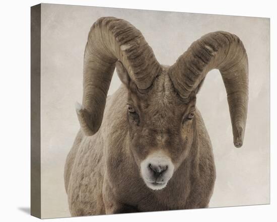 Mouflon Impasse-Wink Gaines-Stretched Canvas