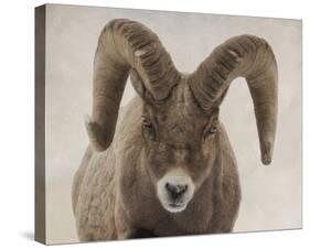 Mouflon Impasse-Wink Gaines-Stretched Canvas