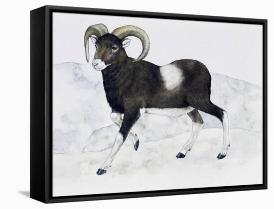 Mouflon (Ovis Aries Musimon), Bovidae-null-Framed Stretched Canvas