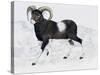 Mouflon (Ovis Aries Musimon), Bovidae-null-Stretched Canvas