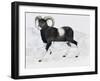 Mouflon (Ovis Aries Musimon), Bovidae-null-Framed Giclee Print