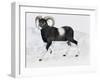 Mouflon (Ovis Aries Musimon), Bovidae-null-Framed Giclee Print