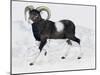 Mouflon (Ovis Aries Musimon), Bovidae-null-Mounted Giclee Print