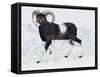 Mouflon (Ovis Aries Musimon), Bovidae-null-Framed Stretched Canvas