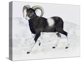 Mouflon (Ovis Aries Musimon), Bovidae-null-Stretched Canvas