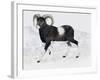 Mouflon (Ovis Aries Musimon), Bovidae-null-Framed Giclee Print