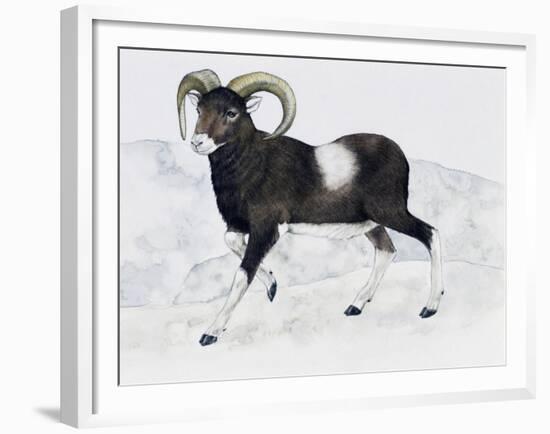 Mouflon (Ovis Aries Musimon), Bovidae-null-Framed Giclee Print