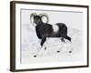 Mouflon (Ovis Aries Musimon), Bovidae-null-Framed Giclee Print