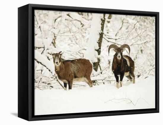 Mouflon Ram and Sheep in Snow-null-Framed Stretched Canvas