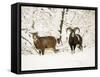 Mouflon Ram and Sheep in Snow-null-Framed Stretched Canvas