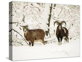 Mouflon Ram and Sheep in Snow-null-Stretched Canvas