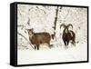 Mouflon Ram and Sheep in Snow-null-Framed Stretched Canvas