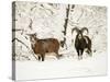 Mouflon Ram and Sheep in Snow-null-Stretched Canvas