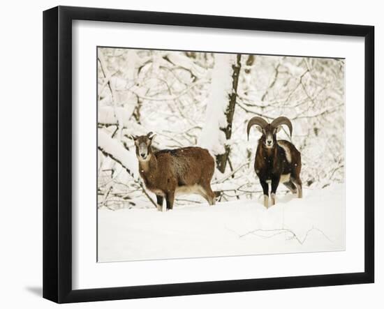 Mouflon Ram and Sheep in Snow-null-Framed Premium Photographic Print