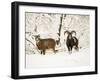 Mouflon Ram and Sheep in Snow-null-Framed Photographic Print