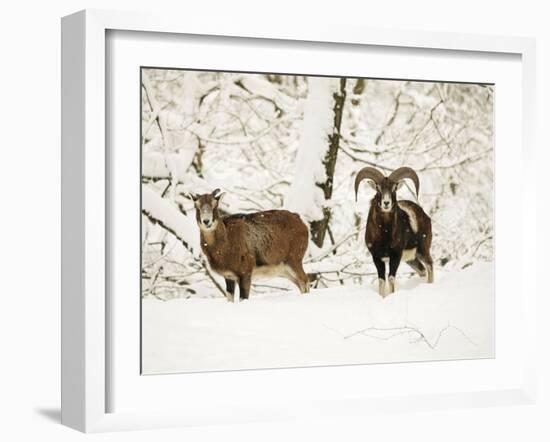 Mouflon Ram and Sheep in Snow-null-Framed Photographic Print