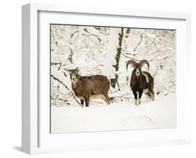 Mouflon Ram and Sheep in Snow-null-Framed Photographic Print