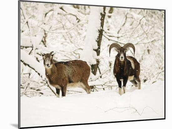 Mouflon Ram and Sheep in Snow-null-Mounted Photographic Print