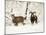Mouflon Ram and Sheep in Snow-null-Mounted Photographic Print