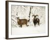 Mouflon Ram and Sheep in Snow-null-Framed Photographic Print