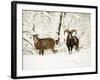 Mouflon Ram and Sheep in Snow-null-Framed Photographic Print