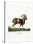 Mouflon-null-Stretched Canvas