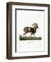 Mouflon-null-Framed Premium Giclee Print