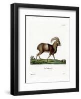 Mouflon-null-Framed Premium Giclee Print