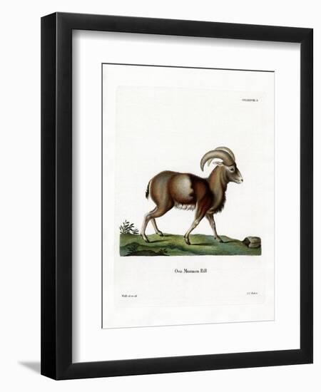 Mouflon-null-Framed Premium Giclee Print