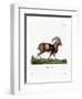 Mouflon-null-Framed Premium Giclee Print