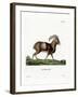 Mouflon-null-Framed Giclee Print