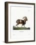 Mouflon-null-Framed Giclee Print